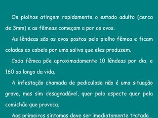 Os piolhos atingem rapidamente o estado adulto (cerca de 3mm) e as fêmeas começam a por os ovos.  As lêndeas são os ovos postos pelo piolho fêmea e ficam coladas ao cabelo por uma saliva que eles produzem.  Cada fêmea põe aproximadamente 10 lêndeas por dia, e 160 ao longo da vida. A infestação chamada de pediculose não é uma situação grave, mas sim desagradável, quer pelo aspecto quer pela comichão que provoca.  Aos primeiros sintomas deve ser imediatamente tratada . 