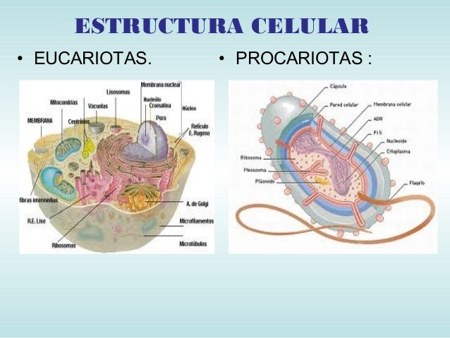Tema estructura bacteriana