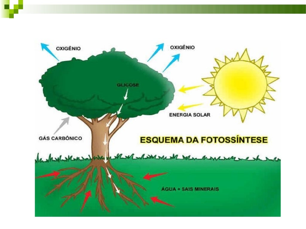 No Ciclo Biogeoquímico Apresentado A Fotossíntese Pode