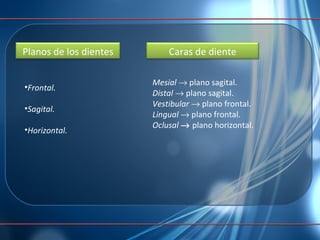 Frontal. Sagital. Horizontal. Mesial     plano sagital. Distal     plano sagital. Vestibular     plano frontal. Lingual    plano frontal. Oclusal     plano horizontal. Caras de diente Planos de los dientes 