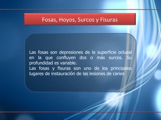 Las fosas son  depresiones de la superficie oclusal en la que confluyen dos o más surcos. Su profundidad es variable.  Las fosas y fisuras son uno de los principales lugares de instauración de las lesiones de caries Fosas, Hoyos, Surcos y Fisuras 