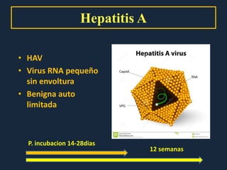 • HAV
• Virus RNA pequeño
sin envoltura
• Benigna auto
limitada
Hepatitis A
12 semanas
P. incubacion 14-28dias
 