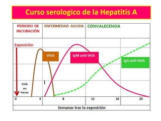 Curso serologico de la Hepatitis A
 