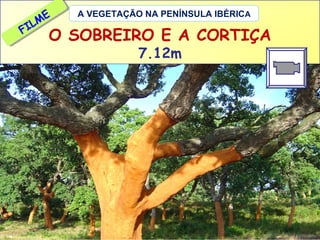 ME
ME
L
IL
FI
F

A VEGETAÇÃO NA PENÍNSULA IBÉRICA

O SOBREIRO E A CORTIÇA
7.12m

 