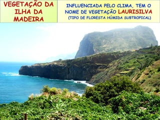 VEGETAÇÃO DA
ILHA DA
MADEIRA

INFLUENCIADA PELO CLIMA, TEM O
NOME DE VEGETAÇÃO LAURISILVA
(TIPO DE FLORESTA HÚMIDA SUBTROPICAL)

 