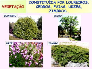 VEGETAÇÃO
LOUREIRO

URZE

CONSTITUÍDA POR LOUREIROS,
CEDROS, FAIAS, URZES,
ZIMBROS…
CEDRO

ZIMBRO

 