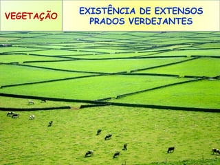 VEGETAÇÃO

EXISTÊNCIA DE EXTENSOS
PRADOS VERDEJANTES

 