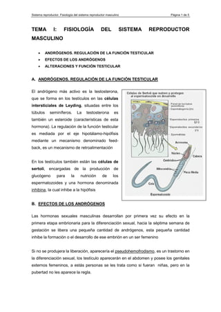 Sistema reproductor. Fisiología del sistema reproductor masculino                Página 1 de 5




TEMA            I:      FISIOLOGÍA                 DEL            SISTEMA   REPRODUCTOR
MASCULINO

    •     ANDRÓGENOS. REGULACIÓN DE LA FUNCIÓN TESTICULAR
    •     EFECTOS DE LOS ANDRÓGENOS
    •     ALTERACIONES Y FUNCIÓN TESTICULAR


A. ANDRÓGENOS. REGULACIÓN DE LA FUNCIÓN TESTICULAR

El andrógeno más activo es la testosterona,
que se forma en los testículos en las células
intersticiales de Leyding, situadas entre los
túbulos      seminíferos.         La    testosterona         es
también un esteroide (características de esta
hormona). La regulación de la función testicular
es mediada por el eje hipotálamo-hipófisis
mediante un mecanismo denominado feed-
back, es un mecanismo de retroalimentación


En los testículos también están las células de
sertoli, encargadas de la producción de
glucógeno            para    la     nutrición       de      los
espermatozoides y una hormona denominada
inhibina, la cual inhibe a la hipófisis


B. EFECTOS DE LOS ANDRÓGENOS

Las hormonas sexuales masculinas desarrollan por primera vez su efecto en la
primera etapa embrionaria para la diferenciación sexual, hacia la séptima semana de
gestación se libera una pequeña cantidad de andrógenos, esta pequeña cantidad
inhibe la formación o el desarrollo de ese embrión en un ser femenino


Si no se produjera la liberación, aparecería el pseudohemofrodismo, es un trastorno en
la diferenciación sexual, los testículo aparecerán en el abdomen y posee los genitales
externos femeninos, a estás personas se les trata como si fueran niñas, pero en la
pubertad no les aparece la regla.
 