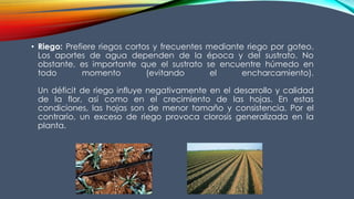 • Riego: Prefiere riegos cortos y frecuentes mediante riego por goteo.
Los aportes de agua dependen de la época y del sustrato. No
obstante, es importante que el sustrato se encuentre húmedo en
todo momento (evitando el encharcamiento).
Un déficit de riego influye negativamente en el desarrollo y calidad
de la flor, así como en el crecimiento de las hojas. En estas
condiciones, las hojas son de menor tamaño y consistencia. Por el
contrario, un exceso de riego provoca clorosis generalizada en la
planta.
 