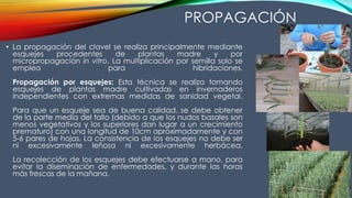 PROPAGACIÓN
• La propagación del clavel se realiza principalmente mediante
esquejes procedentes de plantas madre y por
micropropagación in vitro. La multiplicación por semilla solo se
emplea para hibridaciones.
Propagación por esquejes: Esta técnica se realiza tomando
esquejes de plantas madre cultivadas en invernaderos
independientes con extremas medidas de sanidad vegetal.
Para que un esqueje sea de buena calidad, se debe obtener
de la parte media del tallo (debido a que los nudos basales son
menos vegetativos y los superiores dan lugar a un crecimiento
prematuro) con una longitud de 10cm aproximadamente y con
5-6 pares de hojas. La consistencia de los esquejes no debe ser
ni excesivamente leñosa ni excesivamente herbácea.
La recolección de los esquejes debe efectuarse a mano, para
evitar la diseminación de enfermedades, y durante las horas
más frescas de la mañana.
 