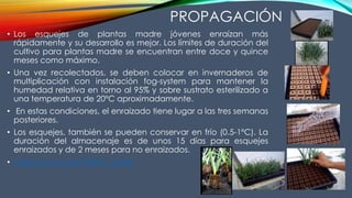 • Los esquejes de plantas madre jóvenes enraízan más
rápidamente y su desarrollo es mejor. Los límites de duración del
cultivo para plantas madre se encuentran entre doce y quince
meses como máximo.
• Una vez recolectados, se deben colocar en invernaderos de
multiplicación con instalación fog-system para mantener la
humedad relativa en torno al 95% y sobre sustrato esterilizado a
una temperatura de 20ºC aproximadamente.
• En estas condiciones, el enraizado tiene lugar a las tres semanas
posteriores.
• Los esquejes, también se pueden conservar en frío (0.5-1ºC). La
duración del almacenaje es de unos 15 días para esquejes
enraizados y de 2 meses para no enraizados.
• https://youtu.be/OXWft_JzsW8
PROPAGACIÓN
 