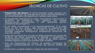 TÉCNICAS DE CULTIVO
• Preparación del terreno: El clavel requiere suelos porosos con
buena capacidad de drenaje para evitar encharcamientos y
así, enfermedades criptogámicas o asfixias radiculares.
• Es importante desinfectar el suelo, únicamente (para evitar la
aparición de patógenos más agresivos por realizar
desinfecciones innecesarias) si han aparecido graves
problemas de patógenos.
• El pH debe mantenerse a 6,5 aproximadamente. Si el suelo
tiene un pH muy ácido, será necesaria la realización del
encalado. Por el contrario, si el suelo es básico, se podrá
manejar mediante fertirrigación empleando productos de
reacción ácida.
• Antes de la plantación, el suelo se debe preparar en camas de
30-40cm de altura (favorecer el drenaje y ventilación) y
correctamente niveladas, a las cuales se les debe aportar
materia orgánica para que queden bien mullidas.
• Una vez preparadas las camas, se pueden incorporar los
abonos correspondientes en función de previos análisis de
suelo.
• Finalmente, se debe realizar un riego de pre-plantación.
 