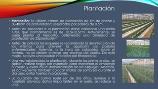• Plantación: Se utilizan camas de plantación de 1m de ancho y
30-40cm de profundidad, separadas por pasillos de 0,5m.
• Antes de proceder a la plantación debe colocarse una malla
tutor, que normalmente es de 12,5x12,5cm. Actualmente, se
suele plantar al tresbolillo, obteniendo una densidad de
plantación de 32plantas/m2.
• Antes de colocar los esquejes se recomienda la desinfección de
los mismos para prevenir la aparición de posibles
enfermedades. Además, a la hora de colocarlos sobre el
terreno, no se deben enterrar por encima del cuello. De este
modo, se evita una posible infección por Rhizoctonia.
• Una vez establecida la plantación, durante los primeros días, se
deben realizar riegos por aspersión para mantener el ambiente
húmedo y evitar así la deshidratación de los esquejes. Además,
es conveniente también colocar mallas de sombreo durante el
día para evitar fuertes insolaciones.
• La duración del cultivo suele ser de dos años, aunque si la
fusariosis provoca daños importantes en el suelo, se reduce a
uno.
Plantación
 