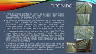 TUTORADO
• Para entutorar plantas de clavel se pueden utilizar mallas
de distintos materiales. Las más utilizadas son mallas
prefabricadas, de alambre o nylon.
• Se colocan normalmente cinco mallas de distinto tamaño
cada 20cm. Pueden ser de 12,5x12,5cm, 15x15cm ó
7,5x7,5cm. Estas mallas se sujetan mediante unas
estructuras llamadas “escalerillas”, que son dos soportes,
normalmente de madera, donde se fijan y tensa las mallas.
• La primera malla que se debe colocar es la de 7,5x7,5cm
para evitar que los tallos se doblen. El resto de mallas
(12,5x12,5cm ó 15x15cm) se deben colocar antes de que el
tallo alcance su altura final. Es importante que las mallas
estén lo suficientemente tensas para conseguir ese efecto
tutor que se comentaba.
• Conforme avanza el cultivo, conviene pasar los tallos de
clavel por los orificios de las mallas correspondientes, pues
las brotaciones mal colocadas ejercen presión sobre las
mallas, provocando el destensado de las mismas.
 