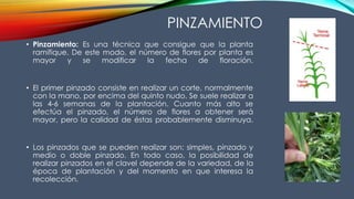 PINZAMIENTO
• Pinzamiento: Es una técnica que consigue que la planta
ramifique. De este modo, el número de flores por planta es
mayor y se modificar la fecha de floración.
• El primer pinzado consiste en realizar un corte, normalmente
con la mano, por encima del quinto nudo. Se suele realizar a
las 4-6 semanas de la plantación. Cuanto más alto se
efectúa el pinzado, el número de flores a obtener será
mayor, pero la calidad de éstas probablemente disminuya.
• Los pinzados que se pueden realizar son: simples, pinzado y
medio o doble pinzado. En todo caso, la posibilidad de
realizar pinzados en el clavel depende de la variedad, de la
época de plantación y del momento en que interesa la
recolección.
 