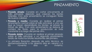 • Pinzado simple: Consiste en cortar únicamente el
tallo principal, dejando que crezcan los brotes
laterales. Con este pinzamiento se consiguen flores
de buena calidad.
• Pinzado y medio: Consiste en realizar el primer
pinzamiento normal sobre el tallo principal, y una vez
que se hayan desarrollado los brotes, se pinzan la
mitad de ellos. Con este pinzamiento se reduce el
número de flores, pero la producción es más
constante a lo largo del primer año.
• Pinzado doble: Consiste en realizar el primer pinzado
sobre el tallo principal, y un segundo pinzamiento
tardío de todos los brotes resultantes del primero.
• La primera floración después de esta técnica, es
aproximadamente a los sesenta días en verano y a
los noventa días en invierno.
PINZAMIENTO
 
