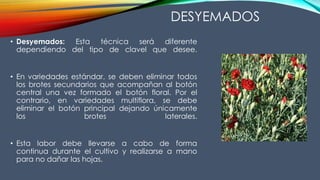 DESYEMADOS
• Desyemados: Esta técnica será diferente
dependiendo del tipo de clavel que desee.
• En variedades estándar, se deben eliminar todos
los brotes secundarios que acompañan al botón
central una vez formado el botón floral. Por el
contrario, en variedades multiflora, se debe
eliminar el botón principal dejando únicamente
los brotes laterales.
• Esta labor debe llevarse a cabo de forma
continua durante el cultivo y realizarse a mano
para no dañar las hojas.
 