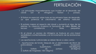 FERTILIZACIÓN
• Los principales macroelementos que inciden en el desarrollo del
clavel son el nitrógeno, fósforo y potasio.
• El fósforo es esencial, sobre todo en las primeras fases de desarrollo,
ya que potencia el crecimiento del sistema radicular.
• El potasio mejora el aspecto del clavel y aumenta el vigor de las
plantas. Su carencia ocasiona la formación de tallos débiles de
escasa consistencia y flores pequeñas.
• En el clavel, un exceso de nitrógeno se traduce en una mayor
sensibilidad a enfermedades y en el incremento de las brotaciones
axilares.
• Las aportaciones nutricionales se deben llevar a cabo como:
• - Aportaciones de fondo: Después de un desfondado de 50cm de
profundidad, se pueden incorporar:
1. Superfosfato: 100-200g/m2
2. Sulfato de potasa: 20-50g/m2
3. Sulfato de magnesio: 100-150g/m2
 