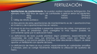 • Aportaciones de mantenimiento: Se pueden realizar mediante fertirrigación. Por
ejemplo: Para 1000 litros de agua, las cantidades a aplicar serían las siguientes:
1. 400g de nitrato amónico
2. 400g de fosfato amónico
3. 1200g de nitrato potásico
• La frecuencia de estas aportaciones de mantenimiento es de 1 aportación/mes
en invierno y de 4 aportaciones/mes en verano.
• El clavel no es muy susceptible a presentar carencias de cobre, manganeso y/o
cinc. Si éstas se presentan, para corregirlas lo más rápido posible, es
conveniente optar por la aplicación foliar.
• La deficiencia de boro puede plantear algún problema, especialmente en
variedades de color rosa. Los síntomas en estos casos son: flores mal
conformadas y con pocos pétalos. Si el nivel foliar desciende a 30ppm, se debe
aportar un fertilizante con aporte de boro.
• La deficiencia de hierro es muy común, especialmente en variedades amarillas
y naranjas, pero se corrige fácilmente mediante la utilización de quelatos de
hierro.
FERTILIZACIÓN
 