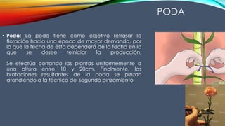 PODA
• Poda: La poda tiene como objetivo retrasar la
floración hacia una época de mayor demanda, por
lo que la fecha de ésta dependerá de la fecha en la
que se desee reiniciar la producción.
Se efectúa cortando las plantas uniformemente a
una altura entre 10 y 20cm. Finalmente, las
brotaciones resultantes de la poda se pinzan
atendiendo a la técnica del segundo pinzamiento
 