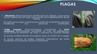 PLAGAS
• - Minadores (Psedonapomyza dianthicola): Son dípteros, cuyas larvas
forman galerías en las hojas, provocando así el debilitamiento de las
mismas.
El control de la plaga se efectúa por medio de tratamientos químicos
localizados con productos autorizados.
• -Tortrix europeo (Cacoecimorpha pronubana) y tortrix
surafricana (Epichoristodes acerbella): Se trata de lepidópteros,
cuyas larvas se alimentan de hojas y perforan los botones florales.
Se puede emplear Bacillus thuringiensis para el control de la plaga.
El control químico se realiza mediante tratamientos de forma
localizada con productos químicos autorizados.
 