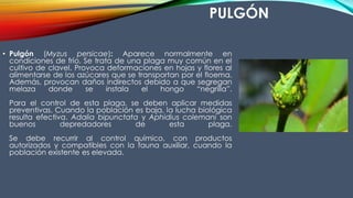 PULGÓN
• Pulgón (Myzus persicae): Aparece normalmente en
condiciones de frío. Se trata de una plaga muy común en el
cultivo de clavel. Provoca deformaciones en hojas y flores al
alimentarse de los azúcares que se transportan por el floema.
Además, provocan daños indirectos debido a que segregan
melaza donde se instala el hongo “negrilla”.
Para el control de esta plaga, se deben aplicar medidas
preventivas. Cuando la población es baja, la lucha biológica
resulta efectiva. Adalia bipunctata y Aphidius colemani son
buenos depredadores de esta plaga.
Se debe recurrir al control químico, con productos
autorizados y compatibles con la fauna auxiliar, cuando la
población existente es elevada.
 
