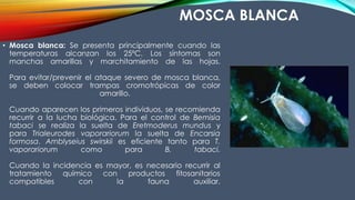 MOSCA BLANCA
• Mosca blanca: Se presenta principalmente cuando las
temperaturas alcanzan los 25ºC. Los síntomas son
manchas amarillas y marchitamiento de las hojas.
Para evitar/prevenir el ataque severo de mosca blanca,
se deben colocar trampas cromotrópicas de color
amarillo.
Cuando aparecen los primeros individuos, se recomienda
recurrir a la lucha biológica. Para el control de Bemisia
tabaci se realiza la suelta de Eretmoderus mundus y
para Trialeurodes vaporariorum la suelta de Encarsia
formosa. Amblyseius swirskii es eficiente tanto para T.
vaporariorum como para B. tabaci.
Cuando la incidencia es mayor, es necesario recurrir al
tratamiento químico con productos fitosanitarios
compatibles con la fauna auxiliar.
 