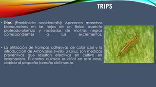 TRIPS
• Trips (Frankliniella occidentalis): Aparecen manchas
blanquecinas en las hojas de un típico aspecto
plateado-plomizo y rodeadas de motitas negras
correspondientes a sus excrementos.
• La utilización de trampas adhesivas de color azul y la
introducción de Amblyseius swirskii u Orius, son medidas
preventivas que resultan efectivas en cultivo en
invernadero. El control químico es difícil en este caso,
debido al pequeño tamaño del insecto.
 