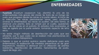ENFERMEDADES
• Fusariosis (Fusarium oxysporum f.sp. dianthi): Es una de las
enfermedades más graves del clavel. Se trata de un hongo de
suelo que progresa desde las raíces a la parte aérea. Al inicio de
la infección, las raíces permanecen sanas, pero conforme
avanza la enfermedad, las raíces se pudren. De esta forma, al
arrancar una planta, ésta se rompe por el cuello, quedando
parte de las raíces en el sustrato. En estados más avanzados, el
tallo se agrieta por la parte exterior, tomando aspecto de leña
seca.
• No existe ningún método de desinfección del suelo que sea
eficiente, por lo que cada vez se realizan más plantaciones en
sustrato o cultivo hidropónico.
• Debido a que el control químico resulta deficiente para esta
enfermedad, la realización de medidas preventivas es de gran
importancia. Medidas a destacar son la utilización de plantas
resistentes, desinfección de sustratos, herramientas de poda,
agua de riego, etc.
 