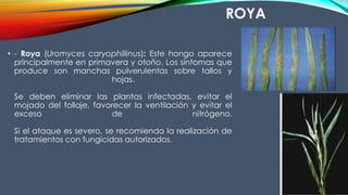 ROYA
• - Roya (Uromyces caryophillinus): Este hongo aparece
principalmente en primavera y otoño. Los síntomas que
produce son manchas pulverulentas sobre tallos y
hojas.
Se deben eliminar las plantas infectadas, evitar el
mojado del follaje, favorecer la ventilación y evitar el
exceso de nitrógeno.
Si el ataque es severo, se recomienda la realización de
tratamientos con fungicidas autorizados.
 