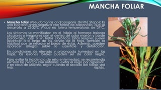 MANCHA FOLIAR
• Mancha foliar (Pseudomonas andropogonis (Smith) Stapp): Es
una bacteria gram-negativa con forma de bastoncillo, que se
desarrolla a 25-32ºC y que no tolera temperaturas de 37ºC.
Los síntomas se manifiestan en el follaje al formarse lesiones
circulares o irregulares con el centro de color marrón y borde
pardo-rojizo, con o sin halos cloróticos. Estas lesiones suelen
aparecer a lo largo de los nervios de la hoja. También es
habitual que se necrose el borde de éstas. Además, pueden
aparecer arrugas sobre la superficie y defoliación.
En condiciones de elevada y prolongada humedad en las
hojas, las lesiones foliares pueden ser de color negro.
Para evitar la incidencia de esta enfermedad, se recomienda
eliminar las plantas con síntomas, evitar el riego por aspersión,
y en caso de utilizarlo, regar cuando el secado del follaje sea
más rápido.
 