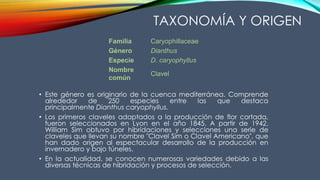 TAXONOMÍA Y ORIGEN
• Este género es originario de la cuenca mediterránea. Comprende
alrededor de 250 especies entre las que destaca
principalmente Dianthus caryophyllus.
• Los primeros claveles adaptados a la producción de flor cortada,
fueron seleccionados en Lyon en el año 1845. A partir de 1942,
William Sim obtuvo por hibridaciones y selecciones una serie de
claveles que llevan su nombre "Clavel Sim o Clavel Americano", que
han dado origen al espectacular desarrollo de la producción en
invernadero y bajo túneles.
• En la actualidad, se conocen numerosas variedades debido a las
diversas técnicas de hibridación y procesos de selección.
Familia Caryophillaceae
Género Dianthus
Especie D. caryophyllus
Nombre
común
Clavel
 