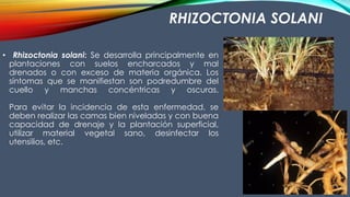 RHIZOCTONIA SOLANI
• Rhizoctonia solani: Se desarrolla principalmente en
plantaciones con suelos encharcados y mal
drenados o con exceso de materia orgánica. Los
síntomas que se manifiestan son podredumbre del
cuello y manchas concéntricas y oscuras.
Para evitar la incidencia de esta enfermedad, se
deben realizar las camas bien niveladas y con buena
capacidad de drenaje y la plantación superficial,
utilizar material vegetal sano, desinfectar los
utensilios, etc.
 