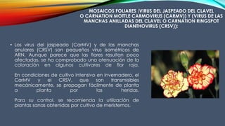 MOSAICOS FOLIARES (VIRUS DEL JASPEADO DEL CLAVEL
O CARNATION MOTTLE CARMOVIRUS (CARMV)) Y (VIRUS DE LAS
MANCHAS ANILLADAS DEL CLAVEL O CARNATION RINGSPOT
DIANTHOVIRUS (CRSV)):
• Los virus del jaspeado (CarMV) y de las manchas
anulares (CRSV) son pequeños virus isométricos de
ARN. Aunque parece que las flores resultan poco
afectadas, se ha comprobado una atenuación de la
coloración en algunos cultivares de flor roja.
En condiciones de cultivo intensivo en invernadero, el
CarMV y el CRSV, que son transmisibles
mecánicamente, se propagan fácilmente de planta
a planta por las heridas.
Para su control, se recomienda la utilización de
plantas sanas obtenidas por cultivo de meristemos.
 