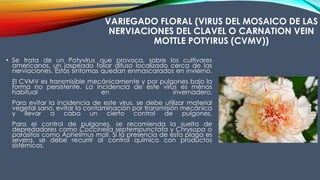 VARIEGADO FLORAL (VIRUS DEL MOSAICO DE LAS
NERVIACIONES DEL CLAVEL O CARNATION VEIN
MOTTLE POTYIRUS (CVMV))
• Se trata de un Potyvirus que provoca, sobre los cultivares
americanos, un jaspeado foliar difuso localizado cerca de las
nerviaciones. Estos síntomas quedan enmascarados en invierno.
El CVMV es transmisible mecánicamente y por pulgones bajo la
forma no persistente. La incidencia de este virus es menos
habitual en invernadero.
Para evitar la incidencia de este virus, se debe utilizar material
vegetal sano, evitar la contaminación por transmisión mecánica
y llevar a cabo un cierto control de pulgones.
Para el control de pulgones, se recomienda la suelta de
depredadores como Coccinella septempunctata y Chrysopa o
parásitos como Aphelimus mali. Si la presencia de esta plaga es
severa, se debe recurrir al control químico con productos
sistémicos.
 