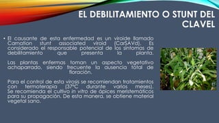 EL DEBILITAMIENTO O STUNT DEL
CLAVEL
• El causante de esta enfermedad es un viroide llamado
Carnation stunt associated viroid (CarSAVd). Es
considerado el responsable potencial de los síntomas de
debilitamiento que presenta la planta.
Las plantas enfermas toman un aspecto vegetativo
achaparrado, siendo frecuente la ausencia total de
floración.
Para el control de esta virosis se recomiendan tratamientos
con termoterapia (37ºC durante varios meses).
Se recomienda el cultivo in vitro de ápices meristemáticos
para su propagación. De esta manera, se obtiene material
vegetal sano.
 