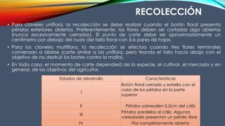 • Para claveles uniflora, la recolección se debe realizar cuando el botón floral presenta
pétalos exteriores abiertos. Preferentemente, las flores deben ser cortadas algo abiertas
(nunca excesivamente cerradas). El punto de corte debe ser aproximadamente un
centímetro por debajo del nudo del tallo floral con 5-6 pares de hojas.
• Para los claveles multiflora, la recolección se efectúa cuando tres flores terminales
comienzan a abrirse (corte similar a las uniflora, pero tirando el tallo hacia abajo con el
objetivo de no destruir los brotes contra la malla).
• En todo caso, el momento de corte dependerá de la especie, el cultivar, el mercado y en
general, de los objetivos del agricultor.
Estados de desarrollo Características
I
Botón floral cerrado y estrella con el
color de los pétalos en la parte
superior
II Pétalos sobresalen 0,5cm del cáliz
III
Pétalos paralelos al cáliz. Algunas
variedades presentan un pétalo libre
IV Flor completamente abierta
RECOLECCIÓN
 