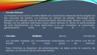 La madurez a la cual los claveles deben ser cosechados depende de las exigencias
del mercado de destino. Los botones en estado de estrella `Star-stage buds´
(estado I) son ideales para el almacenamiento durante largo tiempo. Los botones
florales con los pétalos orientados hacia arriba (estado II), tienen la particularidad
de abrir rápidamente. Las flores destinadas a un uso inmediato, se cosecharán,
generalmente entre los estados III y IV.
• Claveles Múltiples (Spray carnations)
Los claveles múltiples son normalmente cosechados con al menos una flor en
estado III en cada grupo de botones.
Para minimizar la dispersión de enfermedades, se debe evitar la cosecha de
plantas con síntomas obvios de enfermedad.
• Claveles Estándar
 