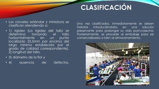 CLASIFICACIÓN
• Los claveles estándar y miniatura se
clasifican atendiendo a:
• 1) rigidez (La rigidez del tallo se
determina tomando el tallo
horizontalmente en un punto
localizado 25,5mm por encima del
largo mínimo establecido por el
grado de calidad correspondiente),
2) longitud del tallo,
• 3) diámetro de la flor y
• 4) ausencia de defectos.
Una vez clasificados, inmediatamente se deben
hidratar introduciéndolos en una solución
preservante para prolongar su vida post-cosecha.
Posteriormente, se procede al embalaje para ser
comercializados o bien al almacenamiento.
 
