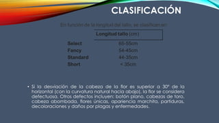 • Si la desviación de la cabeza de la flor es superior a 30º de la
horizontal (con la curvatura natural hacia abajo), la flor se considera
defectuosa. Otros defectos incluyen: botón plano, cabezas de toro,
cabeza abombada, flores únicas, apariencia marchita, partiduras,
decoloraciones y daños por plagas y enfermedades.
CLASIFICACIÓN
 