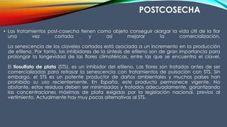 POSTCOSECHA
• Los tratamientos post-cosecha tienen como objeto conseguir alargar la vida útil de la flor
una vez cortada y así mejorar la comercialización.
La senescencia de los claveles cortados está asociada a un incremento en la producción
de etileno. Por tanto, los inhibidores de la síntesis de etileno son de gran importancia para
prolongar la longevidad de las flores climatéricas, entre las que se encuentra el clavel.
El tiosulfato de plata (STS), es un inhibidor del etileno. Las flores son tratadas antes de ser
comercializadas para retrasar la senescencia con tratamientos de pulsación con STS. Sin
embargo, el STS es un potente productor de daños ambientales y muchos países han
prohibido su uso recientemente. En España, este producto permanece vigente. No
obstante, estos residuos deben ser minimizados y tratados adecuadamente, garantizando
las concentraciones máximas de plata exigidas por la legislación nacional, previos al
vertimiento. Actualmente hay muy pocas alternativas al STS.
 