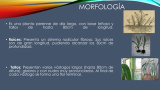 MORFOLOGÍA
• Es una planta perenne de día largo, con base leñosa y
tallos de hasta 80cm de longitud.
• Raíces: Presenta un sistema radicular fibroso. Sus raíces
son de gran longitud, pudiendo alcanzar los 30cm de
profundidad.
• Tallos: Presentan varios vástagos largos (hasta 80cm de
altura), glabros y con nudos muy pronunciados. Al final de
cada vástago se forma una flor terminal.
 