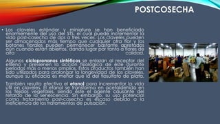 • Los claveles estándar y miniatura se han beneficiado
enormemente del uso del STS, el cual puede incrementar la
vida post-cosecha de dos a tres veces. Los claveles pueden
ser almacenados más tiempo que cualquier otra flor y los
botones florales pueden permanecer bastante apretados
aún cuando están abiertos, dando lugar por tanto a flores de
alta calidad.
Algunos ciclopronanos sintéticos se enlazan al receptor del
etileno y previenen la acción fisiológica de éste durante
periodos más o menos amplios. Estos productos también han
sido utilizados para prolongar la longevidad de los claveles,
aunque su eficacia es menor que la del tiosulfato de plata.
También resulta efectivo el etanol para incrementar la vida
útil en claveles. El etanol se transforma en acetaldehído en
los tejidos vegetales, siendo éste el agente causante del
retardo de la senescencia. Sin embargo, su uso potencial
como tratamiento post-cosecha es escaso debido a la
ineficiencia de los tratamientos de pulsación.
POSTCOSECHA
 