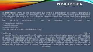 • El aminotriazol (ATA) es otro compuesto que inhibe la producción de etileno y prolonga la
vida útil de las flores. Sin embargo, el ATA ha sido clasificado como potencialmente
carcinógeno, por lo que su uso comercial como conservante de flor cortada es peligroso.
Las técnicas post-cosecha que se emplean en claveles son:
• Métodos físicos:
1. Mediante cámaras frigoríficas: Consiste en someter a los claveles, en cámaras frigoríficas,
a una temperatura entre 3-4ºC y a una humedad relativa del 90-95%.
2. Mediante cámaras de atmósfera controlada: Este método consiste en introducir los
claveles en cámaras en las que se regula la temperatura, humedad relativa, nitrógeno,
oxígeno y dióxido de carbono. De este modo, se consiguen disminuir los procesos de
respiración y transpiración, y consecuentemente aumentar la vida post-cosecha de los
claveles.
1. Tratamientos químicos
2. Antimicrobianos
3. Antitranspirantes
4. Inhibidores de la producción hormonal (Ag+)
POSTCOSECHA
 