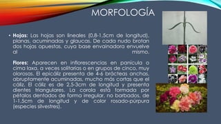 • Hojas: Las hojas son lineales (0,8-1,5cm de longitud),
planas, acuminadas y glaucas. De cada nudo brotan
dos hojas opuestas, cuya base envainadora envuelve
al mismo.
Flores: Aparecen en inflorescencias en panícula o
cima laxa, a veces solitarias o en grupos de cinco, muy
olorosas. El epicáliz presenta de 4-6 brácteas anchas,
abruptamente acuminadas, mucho más cortas que el
cáliz. El cáliz es de 2,5-3cm de longitud y presenta
dientes triangulares. La corola está formada por
pétalos dentados de forma irregular, no barbados, de
1-1,5cm de longitud y de color rosado-púrpura
(especies silvestres).
MORFOLOGÍA
 
