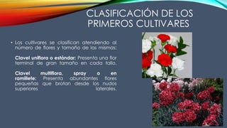 CLASIFICACIÓN DE LOS
PRIMEROS CULTIVARES
• Los cultivares se clasifican atendiendo al
número de flores y tamaño de las mismas:
Clavel uniflora o estándar: Presenta una flor
terminal de gran tamaño en cada tallo.
Clavel multiflora, spray o en
ramillete: Presenta abundantes flores
pequeñas que brotan desde los nudos
superiores laterales.
 