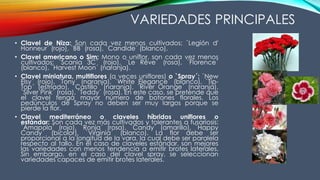 VARIEDADES PRINCIPALES
• Clavel de Niza: Son cada vez menos cultivados; `Legión d'
Honneur´ (rojo), `BB´ (rosa), `Candide´ (blanco).
• Clavel americano o Sim: Mono o uniflor, son cada vez menos
cultivados; `Scania 3C´ (rojo), `Le Rêve´ (rosa), `Florence´
(blanco), `Harvest Moon´ (naranja).
• Clavel miniatura, multiflores (a veces uniflores) o `Spray´: `New
Elsy´ (rojo), `Tony´ (naranja), `White Elegance´ (blanco), `Tip-
Top´ (estriado), `Castillo´ (naranja), `River Orange´ (naranja),
`Silver Pink´ (rosa), `Teddy´ (rosa). En este caso, se pretende que
el clavel tenga mayor número de botones florales. Los
pedúnculos de Spray no deben ser muy largos porque se
pierde la flor.
• Clavel mediterráneo o claveles híbridos uniflores o
estándar: Son cada vez más cultivados y tolerantes a fusariosis:
`Amapola´ (rojo), `Ronja´ (rosa), `Candy´ (amarillo), `Happy
Candy´ (bicolor), `Virginia´ (blanco). La flor debe ser
proporcional a la longitud de la vara, la cual debe ser paralela
respecto al tallo. En el caso de claveles estándar, son mejores
las variedades con menos tendencia a emitir brotes laterales.
Sin embargo, en el caso del clavel spray, se seleccionan
variedades capaces de emitir brotes laterales.
 
