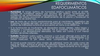 • Humedad: El rango óptimo de humedad relativa oscila entre el 60-70%.
Valores de humedad relativa por encima del óptimo, incrementan la
incidencia de enfermedades criptogámicas. Por el contrario, valores por
debajo del mismo provocan el desecamiento de la planta y favorecen la
incidencia de araña roja.
• Luz: Se trata de un factor predominante para el crecimiento vegetativo de
la planta, la rigidez del tallo, así como del tamaño y número de flores. El valor
óptimo de intensidad lumínica se encuentra en torno a los 40000 lux.
• Si la iluminación es insuficiente, se desarrollan brotes débiles, tallos largos y
delgados y numerosos brotes laterales. Por el contrario, si la iluminación es
excesiva y las temperaturas elevadas, los tallos son cortos y con menor
número de brotes laterales.
• Sustrato: Prefieren suelos sueltos, porosos y con buen drenaje para evitar el
encharcamiento, ya que éste favorece el desarrollo de enfermedades y la
asfixia radicular. El pH debe estar comprendido entre 6,5 y 7,5.
El clavel puede soportar altos niveles de salinidad, tanto de suelo como de
agua de riego, aunque el grado de salinidad óptimo se encuentra en torno
a 2dS/m. Valores superiores a éste repercuten negativamente en la calidad
de la flor.
REQUERIMIENTOS
EDAFOCLIMÁTICOS
 