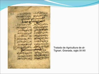 Tratado de Agricultura de al-Tignari. Granada, siglo XI-XII 