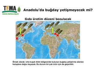 Anadolu’da buğday yetişmeyecek mi?
www.tema.org.tr


                     Gıda üretim düzeni bozulacak




         Örnek olarak; orta kuşak iklim bölgesinde bulunan buğday yetiştirme alanları
         kutuplara doğru kayacak. Bu durum bir çok ürün için de geçerlidir.
 